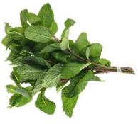Kosher Fresh Mint (Bunch)