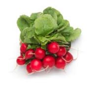 Kosher Radish Bunch (Each)